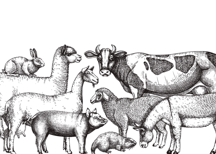 Hand-sketched farm animals vector banner. Cow, lama, donkey, goat, rabbit, sheep and other vintage animals on white background. Farm hand-drawings perfect for label, icon, packaging, banners, books.